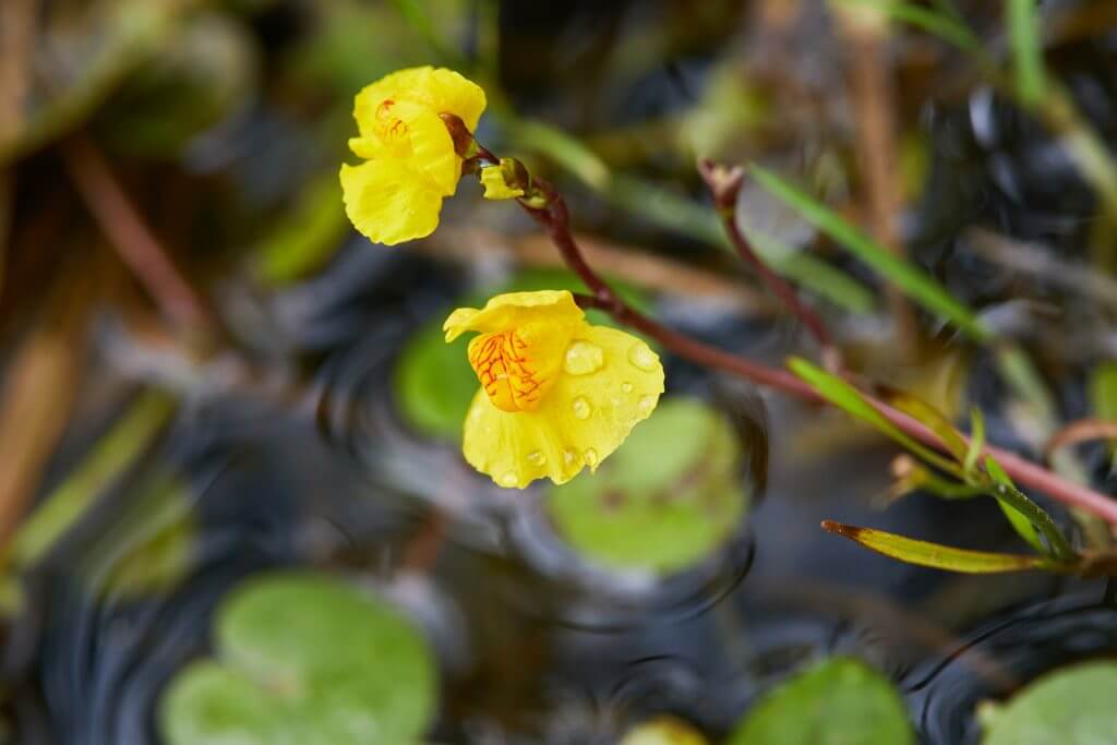 Utricularia vulgaris, a kind of carnivorous plant grows in pond