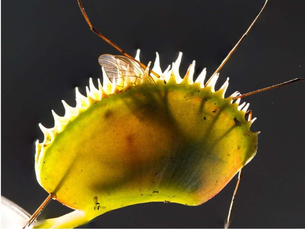 Venus flytrap that caught a prey