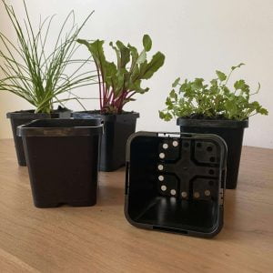 85mm Square Black Squat Pots with hers