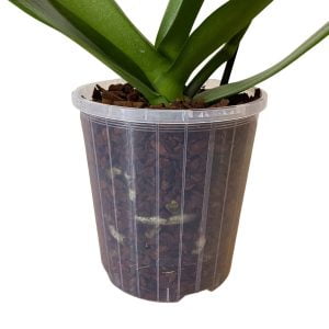 120mm Transparent Orchid Pots