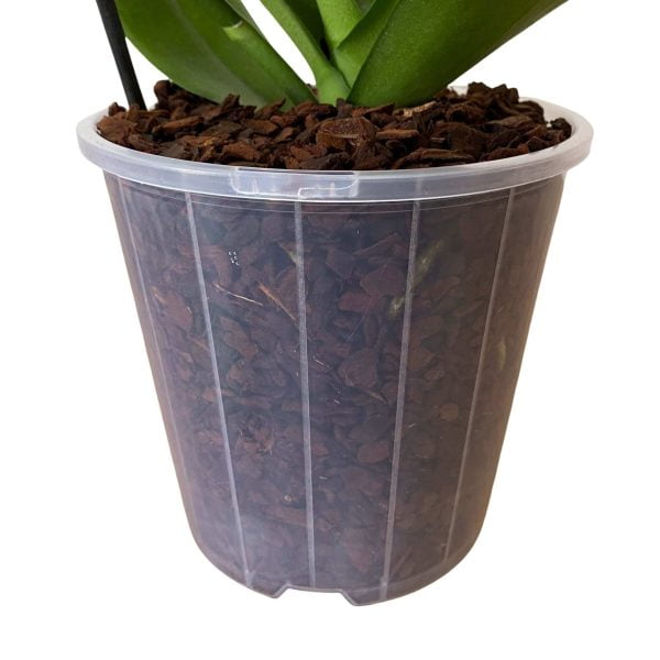 150mm Transparent Orchid Pots