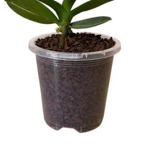 90mm Transparent Orchid Pots
