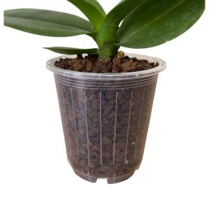 70mm-Transparent-Orchid-Pots